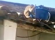 بالفيديو: قرد مخمور يهاجم زبائن حانة بسكين