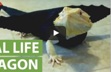 شاهد.. حرباء تتنكر في زى تنين مجنح