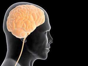 الواثقون بأنفسهم لديهم جزء أكبر في قشرة المخ  