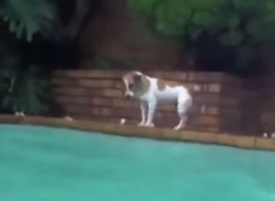 شاهد.. كلب ينجح في اصطياد سمكة ضخمة