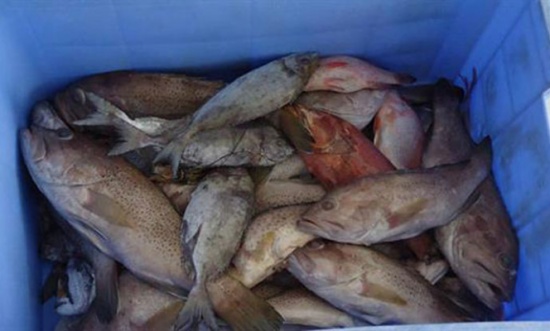 اتلاف اسماك فاسدة في مستودع بمدينة اربد