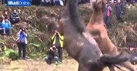 بالفيديو.. أقوى مصارعة خيول بالصين