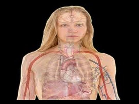 بالفيديو .. معجزة في جسد المراة موجوده في القران الكريم ويكتشفها الان العلم