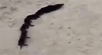 شاهد.. ما هو هذا المخلوق الذي له 32 قدما و8 ذيول