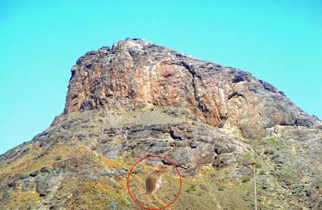 حزب التيار الوطني : تمخض الجبل فولد فأرا ! حزب التيار الوطني : تمخض الجبل فولد فأرا !