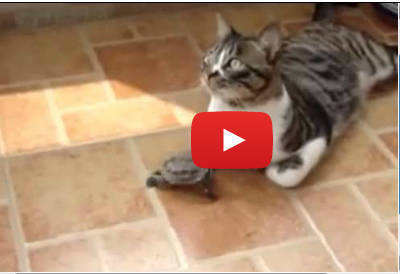 سلحفاة مشاكسة !