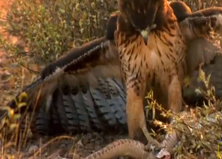 أفعى والصقر