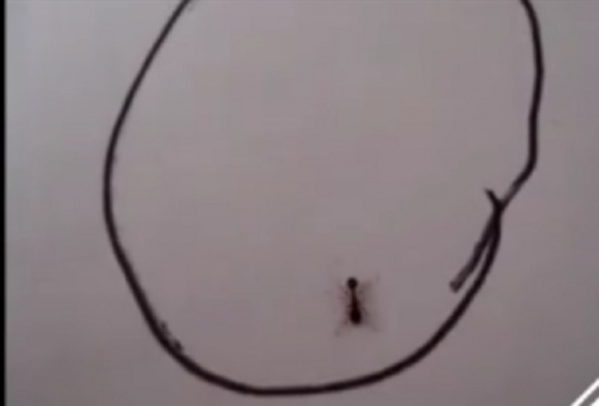 رسم دائرة ووضع داخلها نملة.. لن تصدقوا ماذا فعلت! رسم دائرة ووضع داخلها نملة.. لن تصدقوا ماذا فعلت!