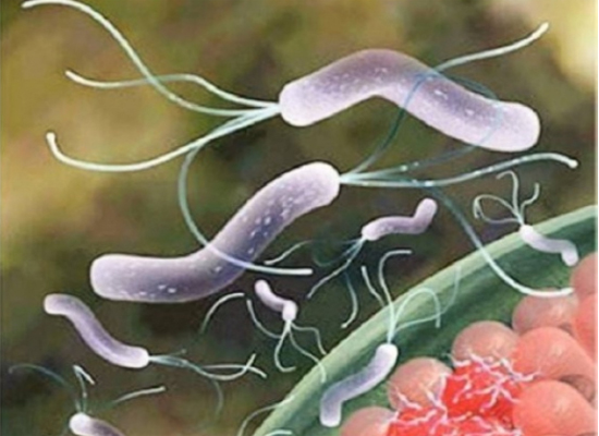 جرثومة بكتيرية تقلق مواطنين في المفرق