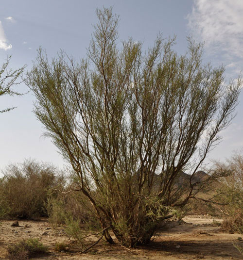 رؤساء بلديات الأغوار الوسطى يطالبون بحملة لإزالة أشجار السلم