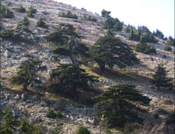 مطالبات بزيادة رقعة المساحات الحرجية في الطفيلة