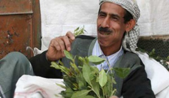 اليمن يتكبد 20 مليون دولار يومياً بسبب "القات" اليمن يتكبد 20 مليون دولار يومياً بسبب "القات"