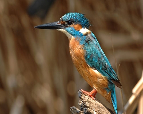 طائر الرفراف ( فيديو وصور )