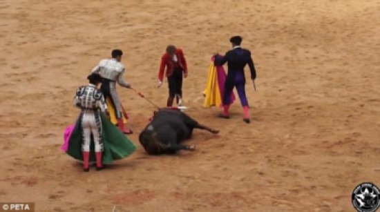 الفيديو: كيف حاول ناشط في حقوق الحيوان حماية ثور من الذبح داخل الحلبة؟