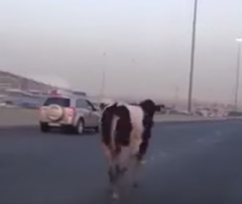 شاهد.. بقرة سائبة تتسبب في اختناق مروري