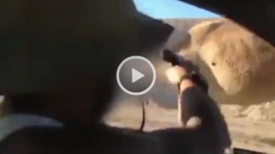 بالفيديو.. جندي إسرائيلي يقتل جمل بالرصاص يغضب مواقع التواصل بالفيديو.. جندي إسرائيلي يقتل جمل بالرصاص يغضب مواقع التواصل