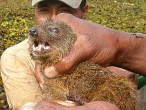 مدغشقر: اكتشاف مخلوقات جديدة.. ومهددة بالانقراض