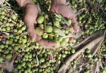 الاحتلال يمنع طلبة جامعة القدس من قطف الزيتون في تل الرميدة بالخليل  