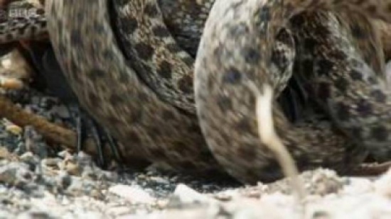 شاهد: لحظات رهيبة يعيشها حيوان الايجوانا كي ينجوا بحياته في وادي الأفاعي !!