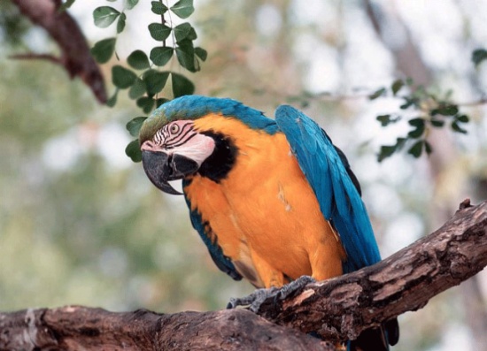 ببغاء يرشد سائق حافلة إلى مسكن مالكه