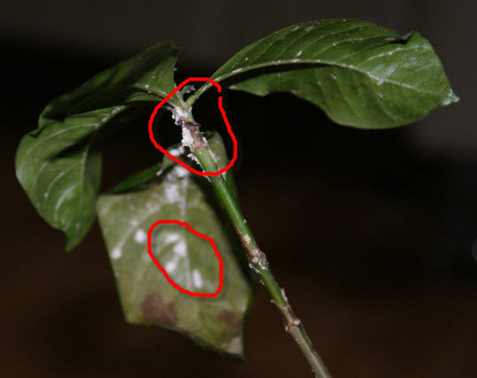 حلقة زراعية في "بني كنانة" حول آفة البق الدقيقي