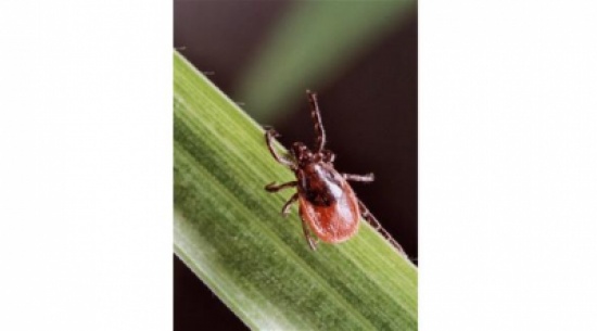 الحمى الشديدة تنذر بالتهاب الدماغ