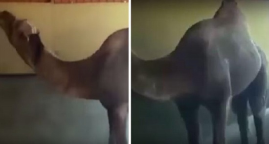 فيديو : جمل داخل مغسلة سيارات