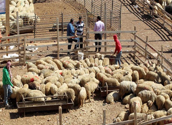 الأمانة تزيل مواقع البيع العشوائي للاضاحي والمخالفة لتعليماتها