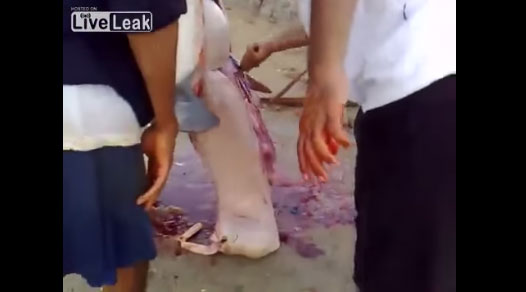 بالفيديو: خروف يخرج من بطن سمكة قرش