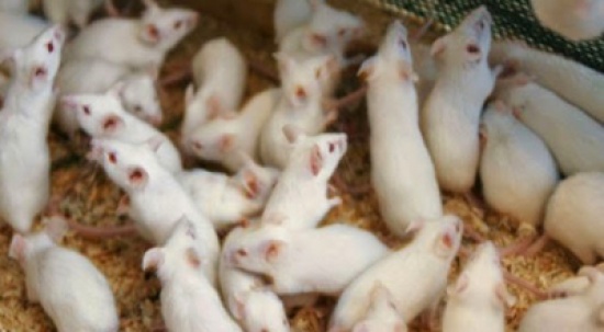 أمريكية غيورة تضع صندوق فئران في بيت عشيقة صديقها