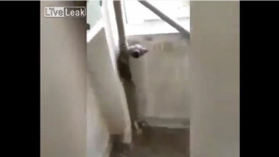 بالفيديو إنتحار فأر.. الخوف دفعه للقفز من مبنى شاهق