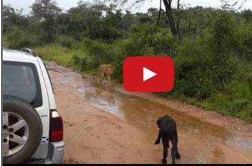 أنثى جاموس تنقذ صغيرها من أنياب "لبؤة"