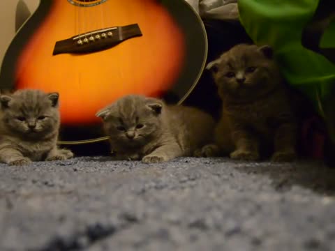 القطط عندما تشعر بالنعاس