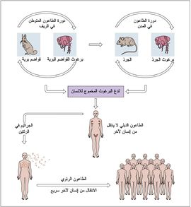 اربع وفيات في اميركا بالطاعون