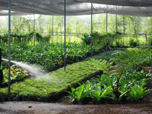 بدء فعاليات المؤتمر العالمي الثالث "النباتات الطبية زراعتها وآفاق إستخدامها"