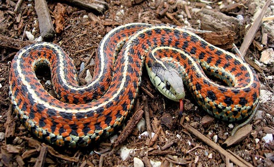 بعدما روضها.. أفعى تغدر بشاب وتقتله