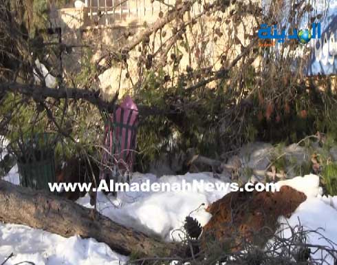 بالفيديو : العاصفة الثلجية " قصفت " أعمار الشجر بالفيديو : العاصفة الثلجية " قصفت " أعمار الشجر