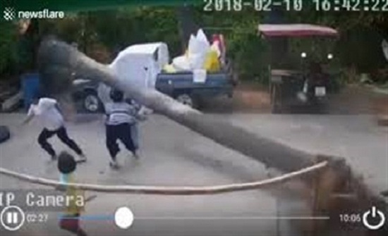 نجاة طفل بأعجوبة عقب سقوط نخلة ضخمة بجواره (فيديو) نجاة طفل بأعجوبة عقب سقوط نخلة ضخمة بجواره (فيديو)
