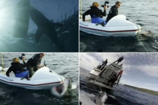 شاهد... قرش يهاجم طاقم تصوير على متن قارب صغير
