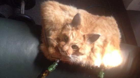 صور: 1400 دولار ثمن حقيبة يد مصنوعة من قط ميّت