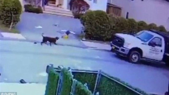 فيديو مرعب لكلب بيتبول ينقض على طفل في الثالثة من عمره فيديو مرعب لكلب بيتبول ينقض على طفل في الثالثة من عمره