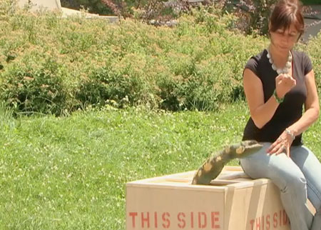 أفعى الكوبرا