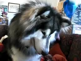 كلب يشاهد نفسه على الفيديو