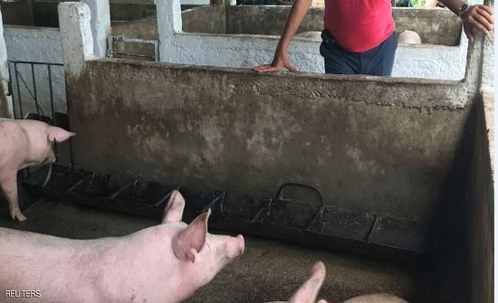 بعد كورونا.. الصين تسجل حالتي حمى خنازير أفريقية بعد كورونا.. الصين تسجل حالتي حمى خنازير أفريقية
