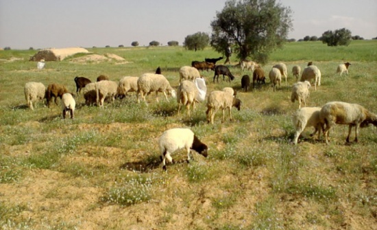 الاعتداء بالضرب على 6 موظفين في زراعة اربد اثناء عملهم الاعتداء بالضرب على 6 موظفين في زراعة اربد اثناء عملهم