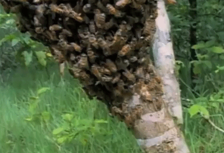 النحل القاتل