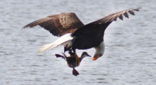 النسر الأصلع يطير بفريسته عاليا .. إلى حتفها