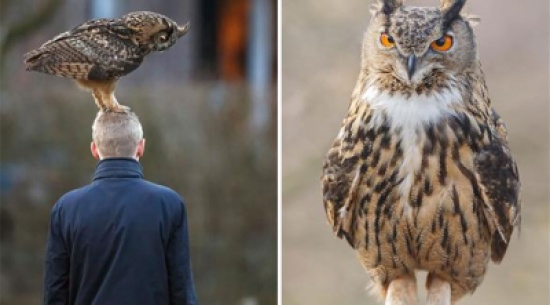 بالصور: تعرف على البومة التي تحب الوقوف على رؤوس البشر