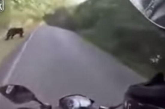 شاهد.. دب يفاجئ سائق دراجة نارية في غابة
