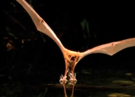 الصيد عند الخفافيش